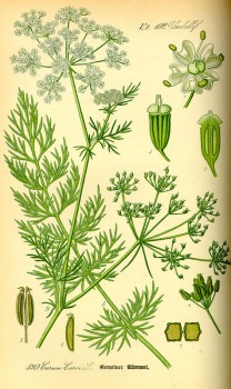 Kümmel Früchte bio - Demeter